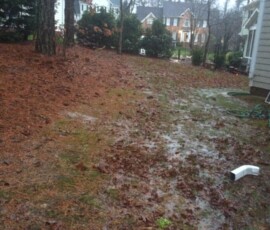 Backyard Tree Removal 10