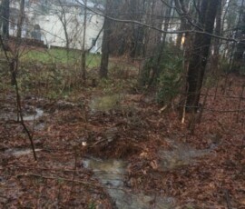Backyard Tree Removal 12
