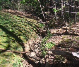 Backyard Tree Removal 14