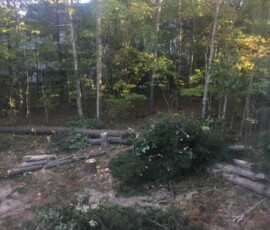 Backyard Tree Removal 15