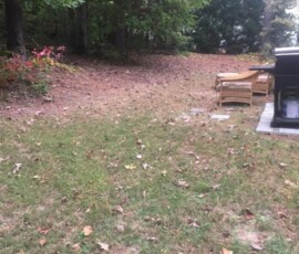 Backyard Tree Removal 3