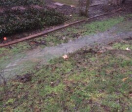 Backyard Tree Removal 4
