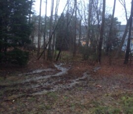 Backyard Tree Removal 5