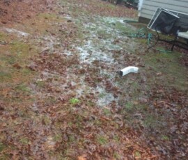 Backyard Tree Removal 9