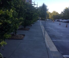 Walkway and Driveway Replacement 1